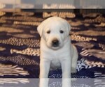Small #13 Labrador Retriever