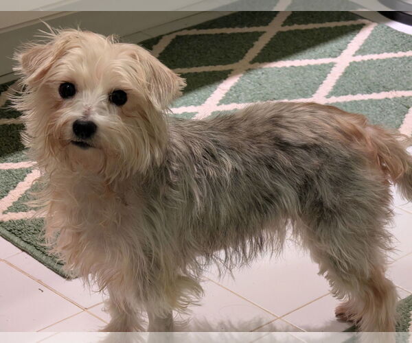 Medium Photo #5 Maltese-Unknown Mix Puppy For Sale in Greensboro, NC, USA