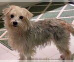Small #4 Maltese Mix