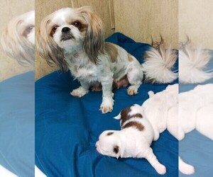 Mother of the Shih Tzu puppies born on 07/13/2022