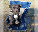 Small #7 Boxador