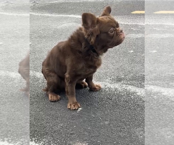 Medium Photo #2 French Bulldog Puppy For Sale in BELLEVILLE, IL, USA