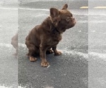 Small #1 French Bulldog