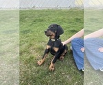 Puppy 6 Doberman Pinscher