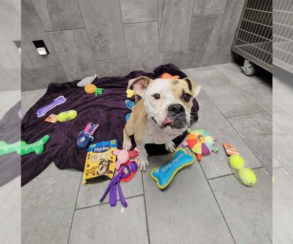 Medium Photo #11 Bulldog-Unknown Mix Puppy For Sale in New York, NY, USA