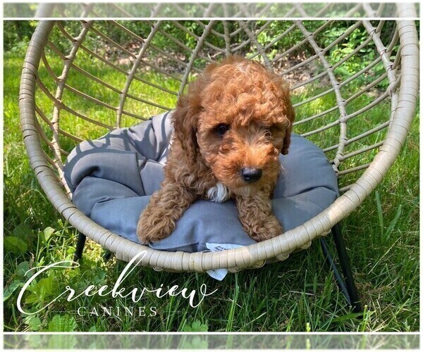 Medium Photo #2 Poodle (Toy) Puppy For Sale in NIANGUA, MO, USA