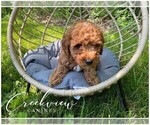 Small Photo #2 Poodle (Toy) Puppy For Sale in NIANGUA, MO, USA