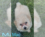 Small #2 Maltese-Poodle (Toy) Mix