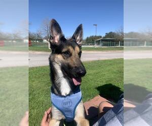 German Shepherd Dog Dogs for adoption in San Antonio, TX, USA