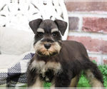 Small #4 Schnauzer (Miniature)