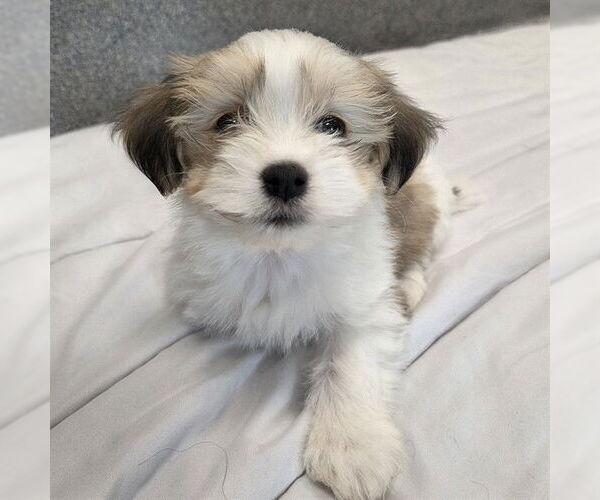 Medium Photo #1 Havanese-Unknown Mix Puppy For Sale in Waterford, VA, USA