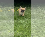 Small Photo #3 French Bulldog Puppy For Sale in SIOUX FALLS, SD, USA