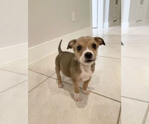 Labrador Retriever-Unknown Mix Dogs for adoption in The Woodlands, TX, USA