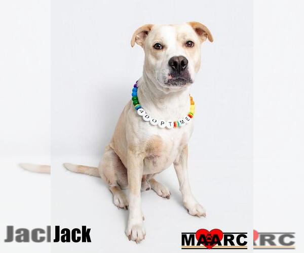 Medium Photo #2 Labrador Retriever-Unknown Mix Puppy For Sale in Maryville, TN, USA