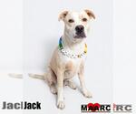 Small #1 Labrador Retriever Mix