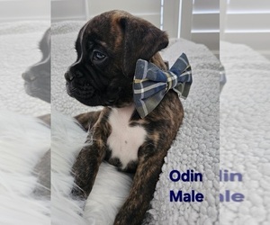 Boxer Puppy for sale in HILLSBORO, MO, USA