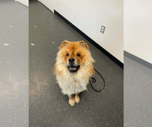 ADOPTED! - Male Chow Chow Dog for Adoption - Photo #4