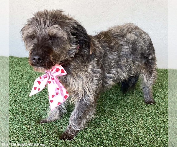Medium Photo #4 Silky Terrier-Unknown Mix Puppy For Sale in San Diego, CA, USA