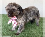 Small #3 Silky Terrier Mix