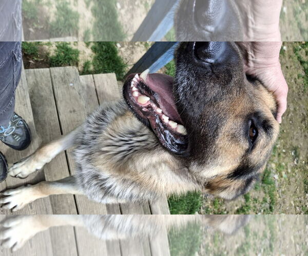 Medium Photo #7 German Shepherd Dog Puppy For Sale in Sebec, ME, USA