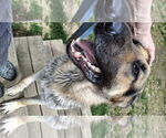 Small #6 German Shepherd Dog