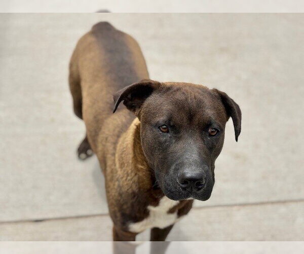 Medium Photo #1 Mutt Puppy For Sale in Tulsa, OK, USA