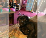 Small #6 Pug Mix