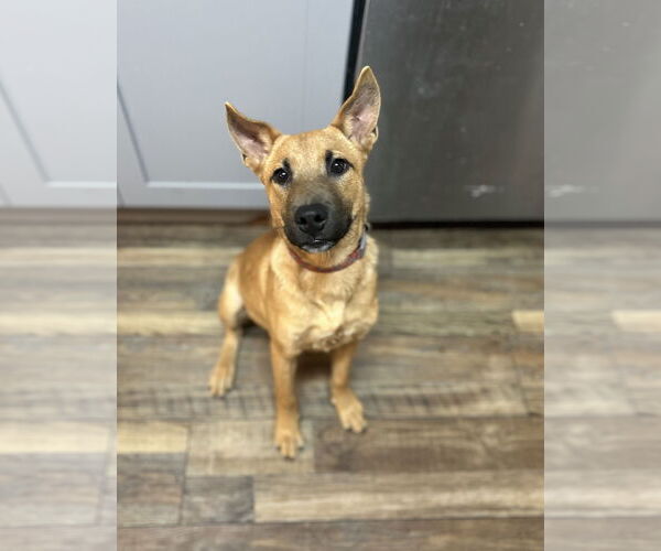 Medium Photo #2 Mutt Puppy For Sale in Royse City, TX, USA