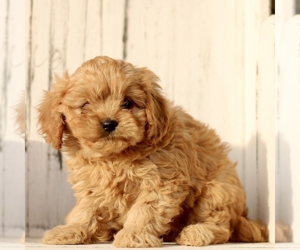 Medium Photo #4 Cavapoo (Miniature) Puppy For Sale in NEW HOLLAND, PA, USA