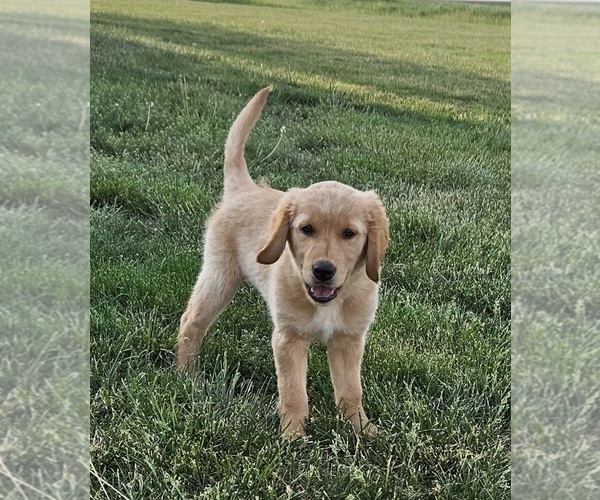 Medium Photo #1 Golden Retriever Puppy For Sale in MORRILL, KS, USA