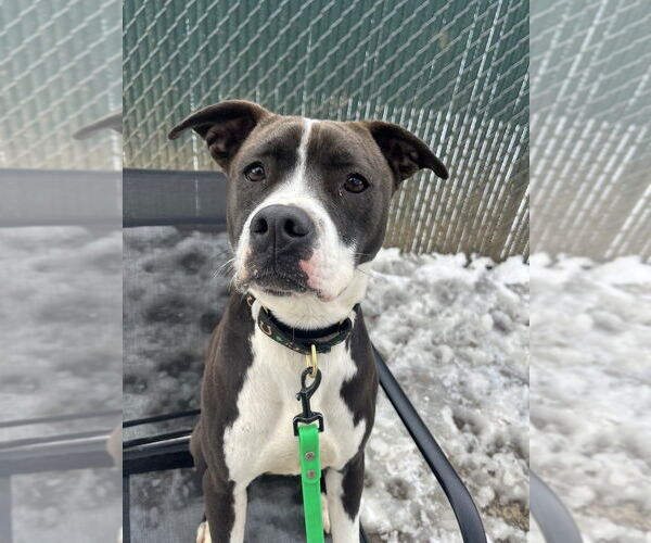 Medium Photo #27 American Pit Bull Terrier-Beagle Mix Puppy For Sale in Brewster, NY, USA