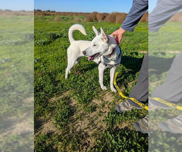 Medium Photo #18 Mutt Puppy For Sale in San Diego, CA, USA