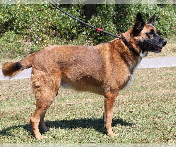 Medium Photo #4 German Shepherd Dog-Unknown Mix Puppy For Sale in Prattville, AL, USA