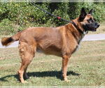 Small #3 German Shepherd Dog Mix