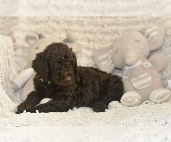 Medium Photo #3 Labradoodle mix (+ Poodle Standard) Puppy For Sale in CHULA VISTA, CA, USA