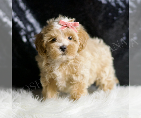 Medium Photo #44 Maltipoo (Miniature) Puppy For Sale in WARSAW, IN, USA