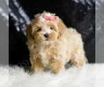 Puppy 8 Maltipoo (Miniature)
