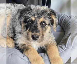 Poodle (Standard)-Unknown Mix Dogs for adoption in San Diego, CA, USA