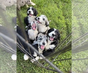 Aussiedoodle Puppy for sale in ADAIRSVILLE, GA, USA