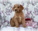 Small Photo #9 Labradoodle Puppy For Sale in LAKELAND, FL, USA