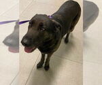 Small German Shepherd Dog Mix