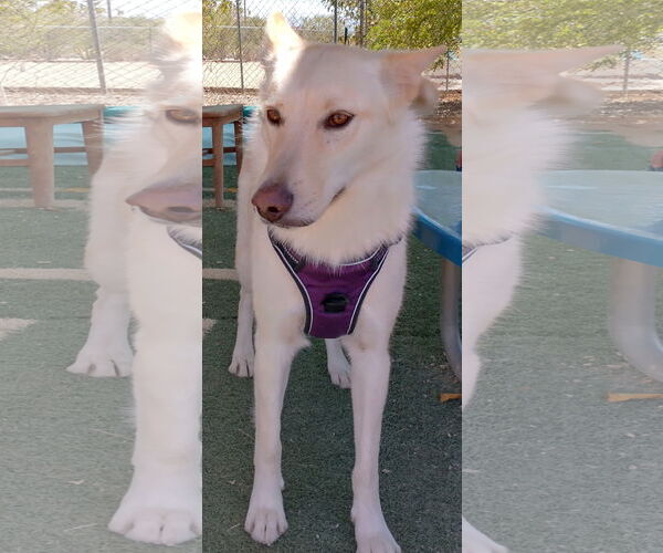 Medium Photo #7 Gerberian Shepsky Puppy For Sale in Apple Valley, CA, USA