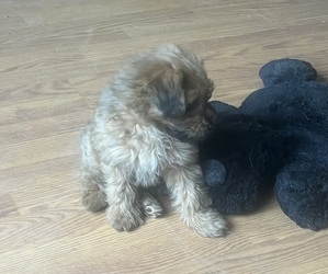 Medium Pomapoo (Toy)