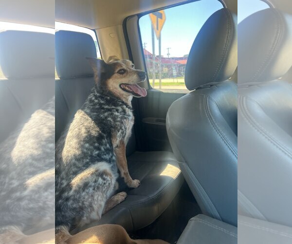 Medium Photo #3 Mutt Puppy For Sale in Tabernash, CO, USA
