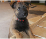 Puppy 3 German Shepherd Dog-Malinois Mix