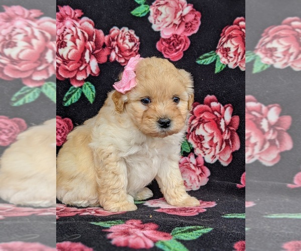 Medium Photo #1 Poovanese Puppy For Sale in RISING SUN, MD, USA