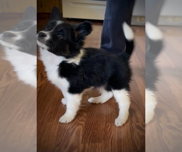 Medium Photo #6 Border Collie-Papillon Mix Puppy For Sale in CULPEPER, VA, USA