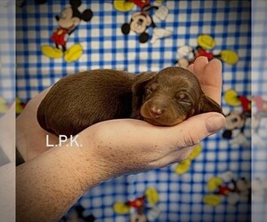Dachshund Puppy for sale in WINNSBORO, LA, USA