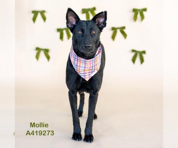 Medium Photo #1 German Shepherd Dog-Unknown Mix Puppy For Sale in Conroe, TX, USA