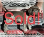 Small Photo #4 German Shorthaired Pointer Puppy For Sale in WOODLAND PARK, CO, USA